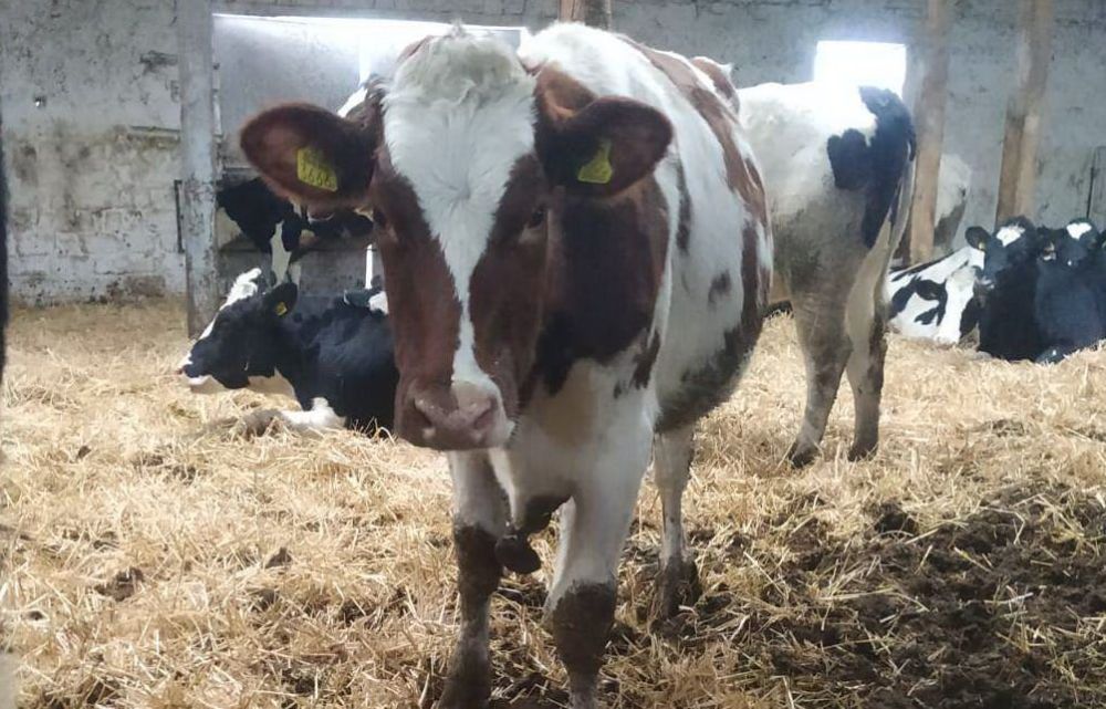 �������� ����������������� ��������� �������-�������� �����