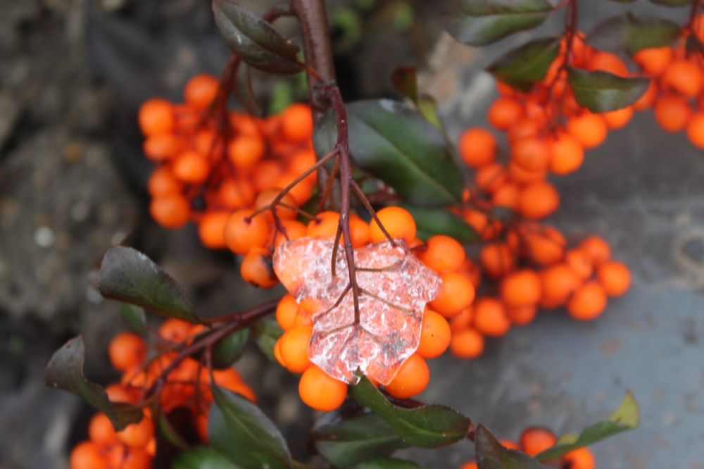 � ������ �� �������� ����������� ������������� ������� ���������