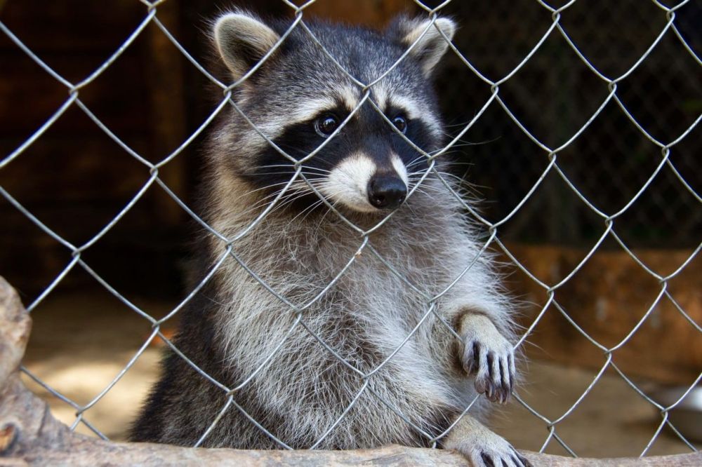 ������ � �������������� ����� ��������� ���������� �������