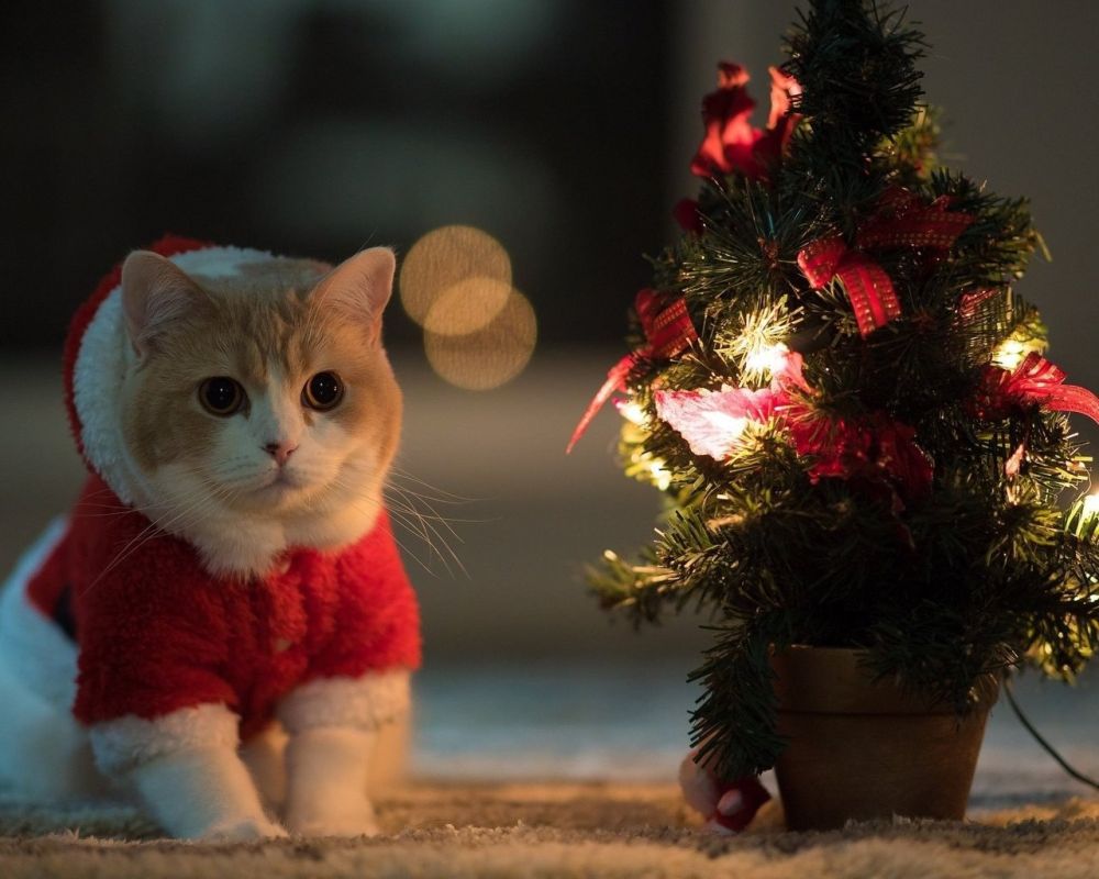 ����� ��� � ����� ���� ����