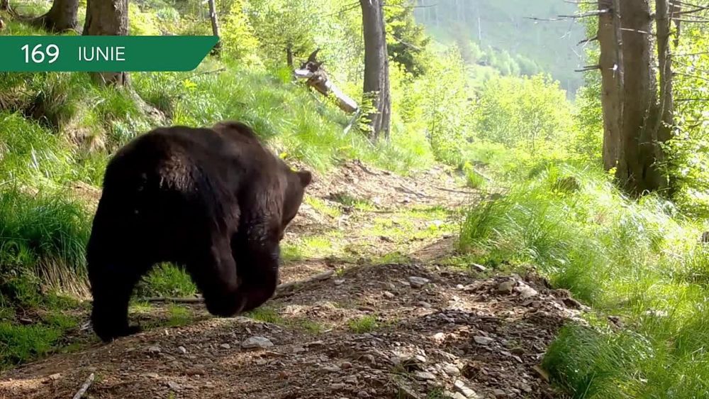 ���� ������ ������� Conservation Carpathia � ������� ����������� 90-��������� ����������, �� ������� �������� ����� ����� ��������, ��������� � ����� �������