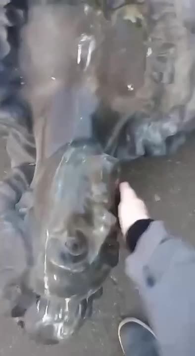 � ������ �����-�� �������� ��� �������� ��������� ��������� II, ������� ����� ������������� �������