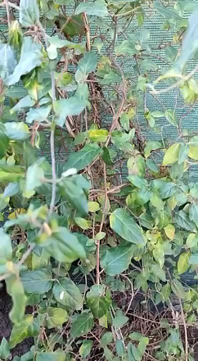 � ������� 31 ������� ����� ���������