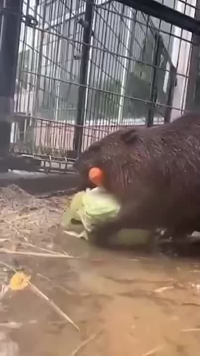 � ���� ��������� ������� ���������� � ����� �������� �� ����������� ����� � ������� ���������� ���������