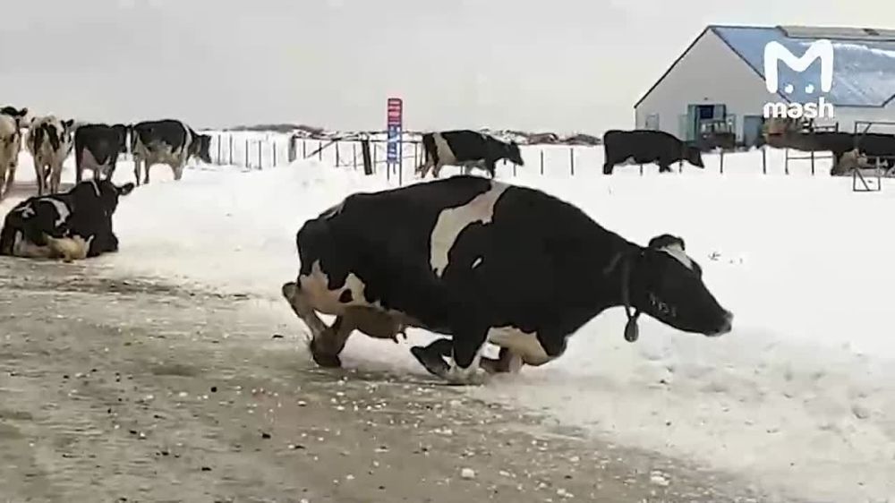 ��������, ������ �� ���� �� ������������ ������� �������� ��������� ��������� �������