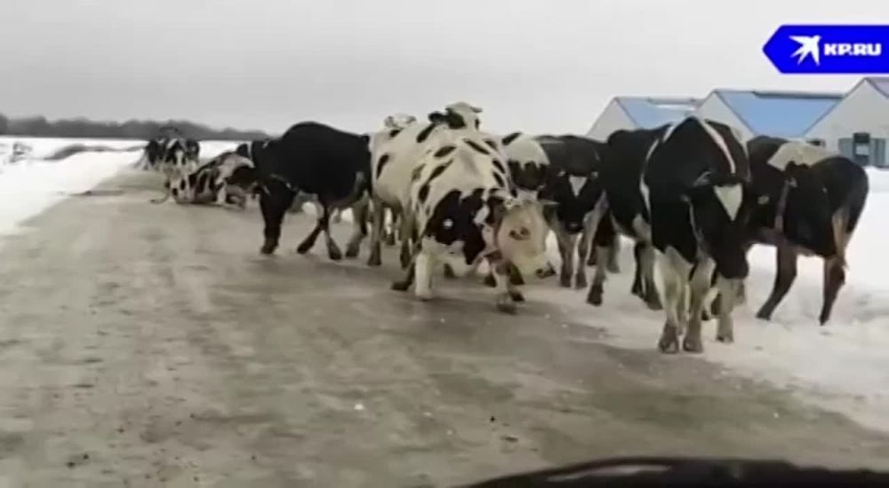 ������ �� ����. ������ ��� �� ������ ���������� ���������: � ���� ������� �����-��������� ������ ����� ����� ����� �� ������� ������