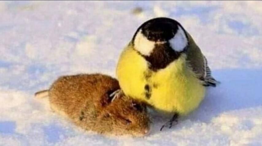 ����������, �� ��������� ������ ��������, ������ ����� ���� �� �������