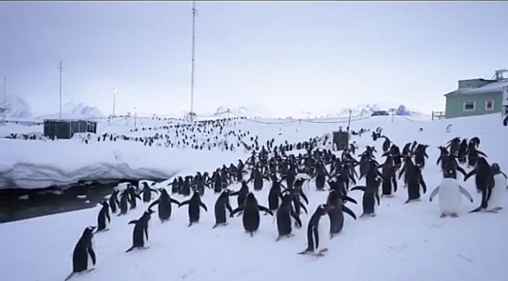 ���������� ��������� ������ ����� ������� �� ��������� �� ������� ��������� ����������, ����� �� �� ��������� �������