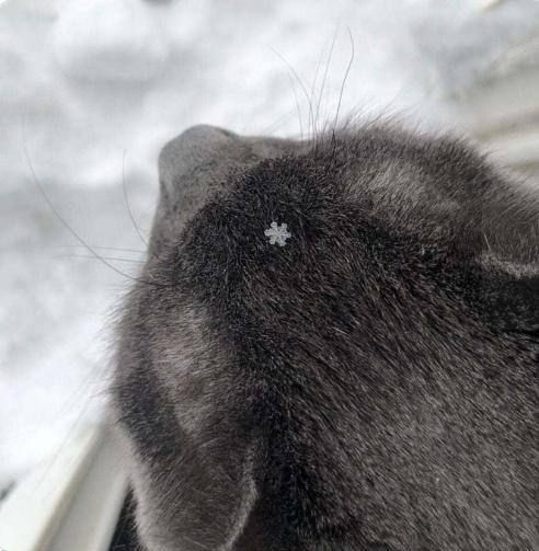 ������������� �������