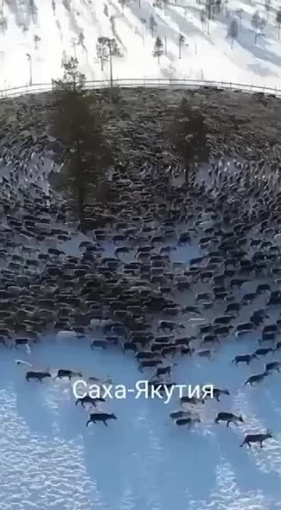 ������. ����� ������ ������ ���