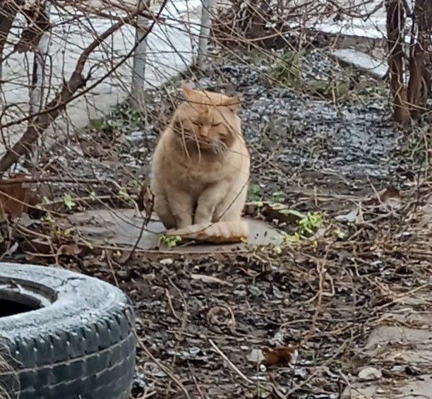 ���������� ��������� ������������ ������ ����������