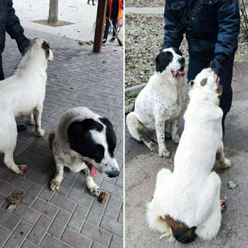 ������� ���� ������ ���� �������