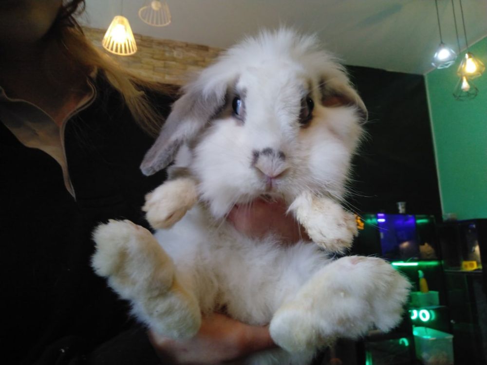 ��� ����� �������� ����� - ��������� ������