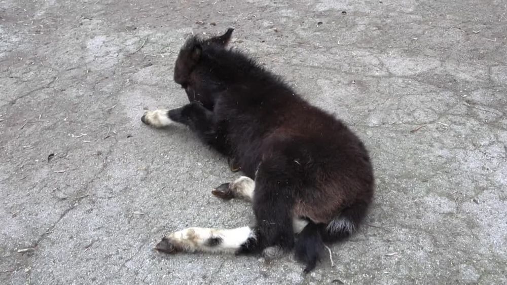 � ������������ �������� � ����������