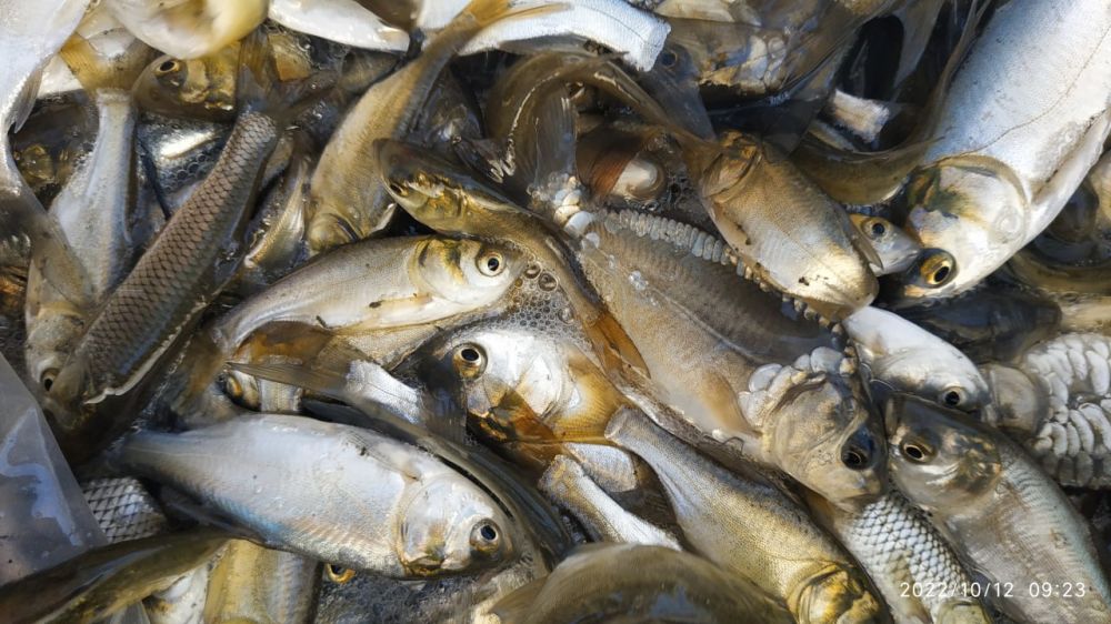 ����� ���������� �� 2022 ���