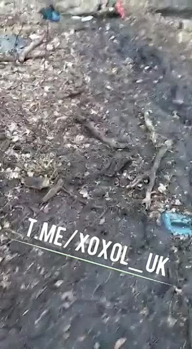 ��� ������ �������� � �������� ���� ���������� ��������