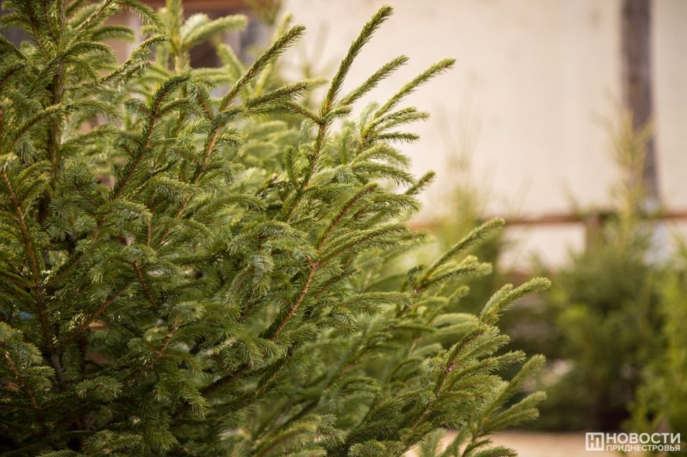 ��� ������ � ���������� ����� ����� ����������? ���������� � ����������� ����������-����� ��� ���������������� �������