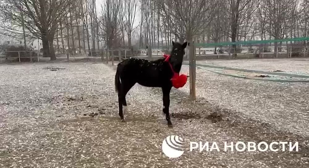 ������������� ������������ ���� ��������� � ��������� - 2028