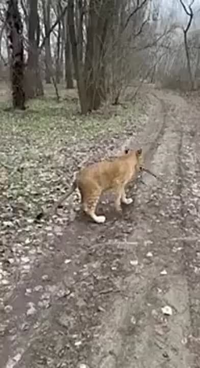 ���������� ��������� �������, ����������� � ������� � ������ ���� �������. ��� ������ �������, ������ �� ������ ������-����