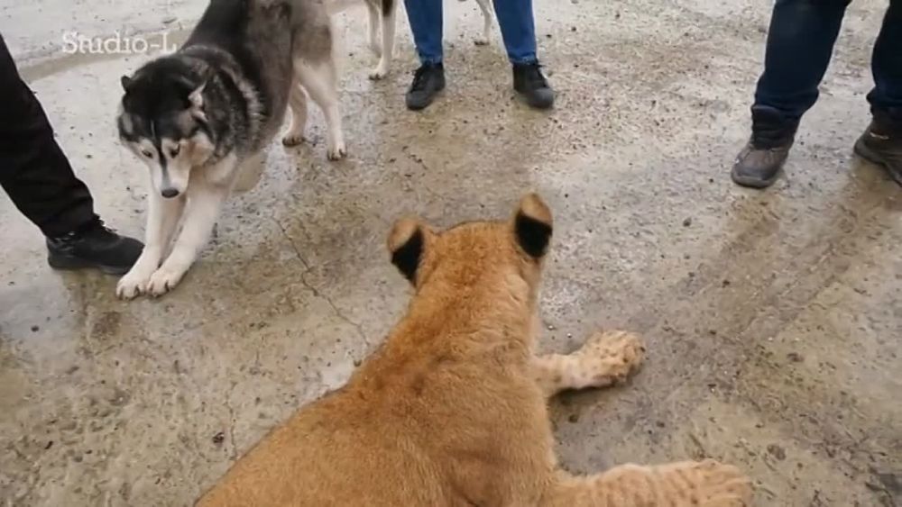 � ���������� ���� ������� ������ � �������� �������� ��������� ������