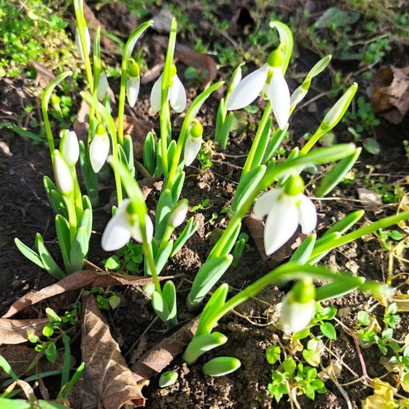 � ������������� �������� �����������