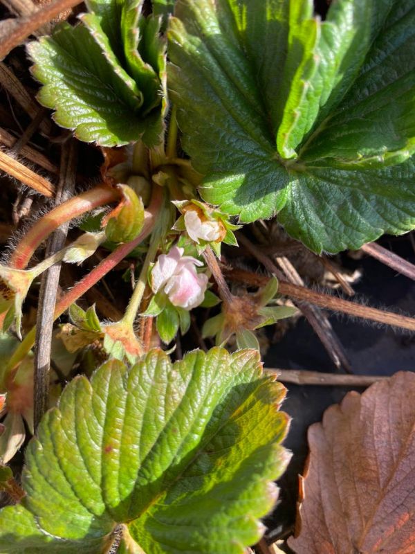 �������� �������� ����������� ������ ��������