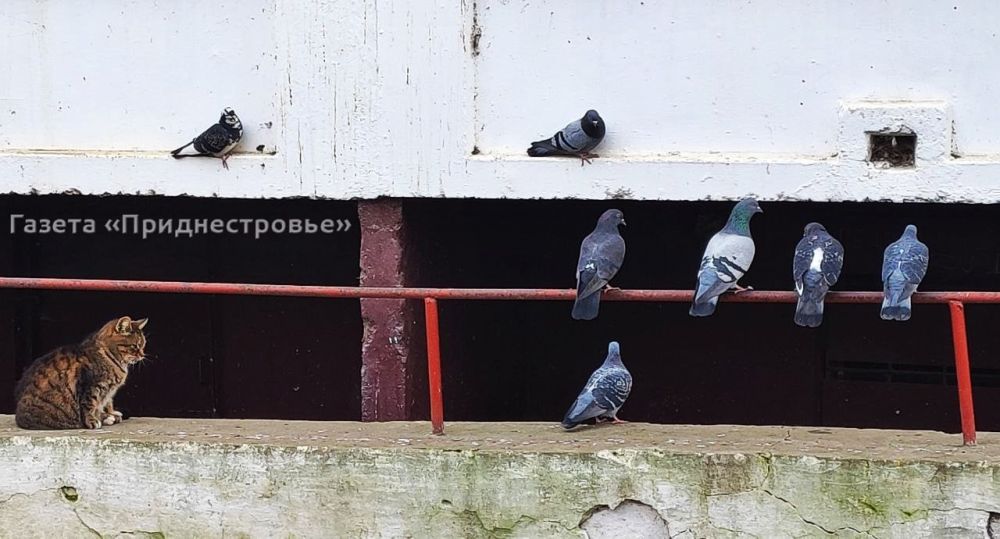 "����� ���� �������� ������� �� ���� ������ �� �����������