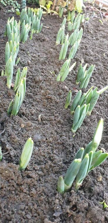 � � ������� ���-��� �������� �����������