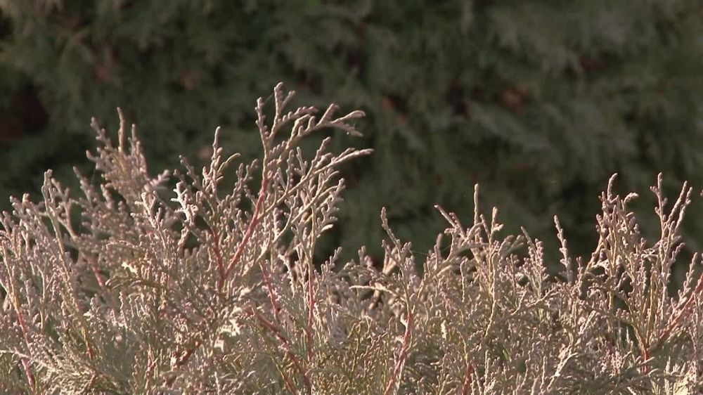 ������ ������. ��� ������ �������������� � ������ 80-�. ������ ������ ���������� ������ "����������", ������� �������� - �������� ��������������