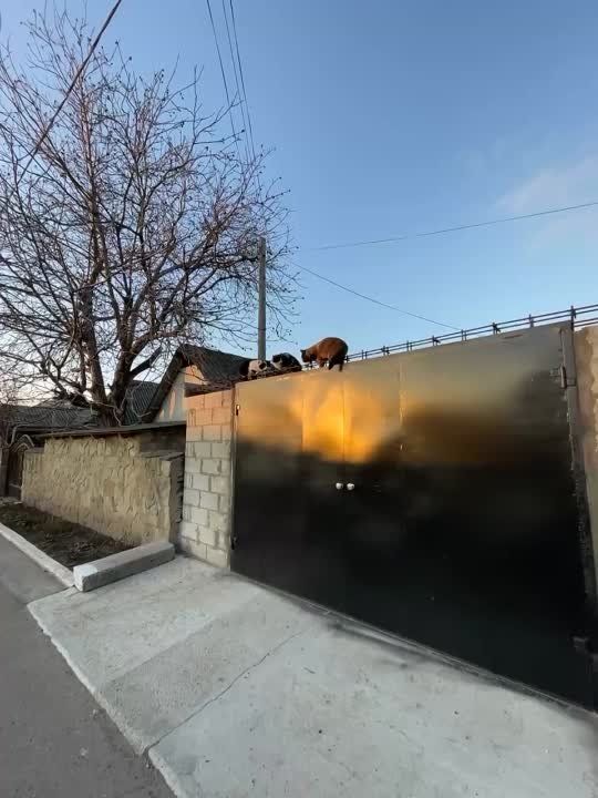 ���������� ���� � ������. ����� �� �������