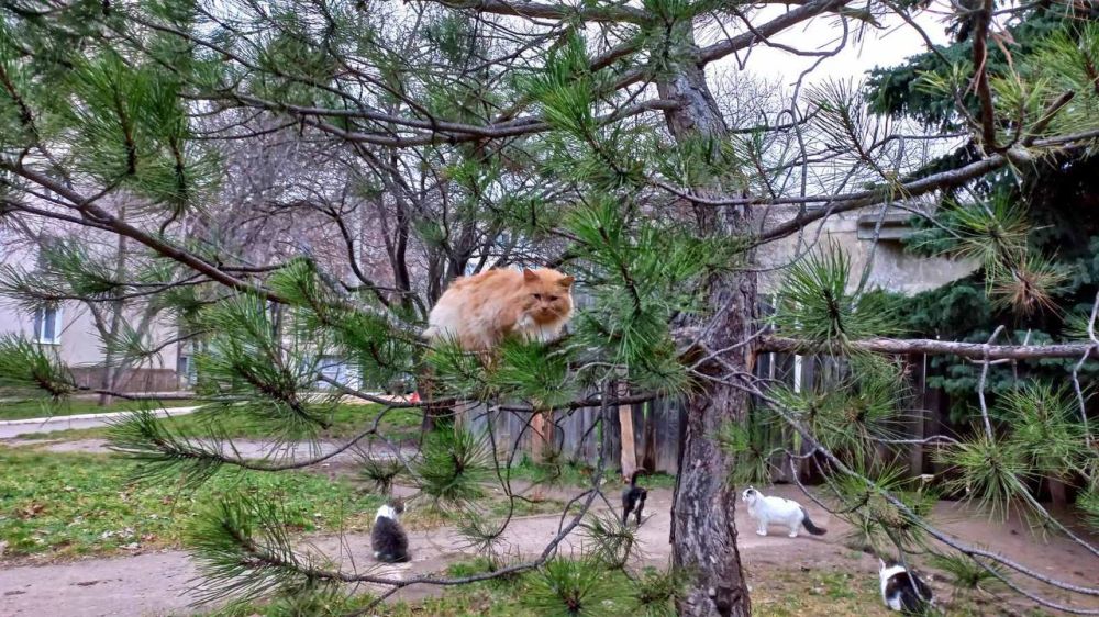 ����� ����, ����� � �������