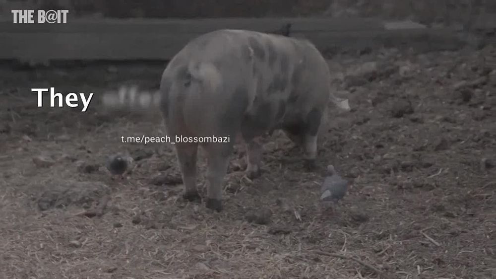 � ������� ��� ���������