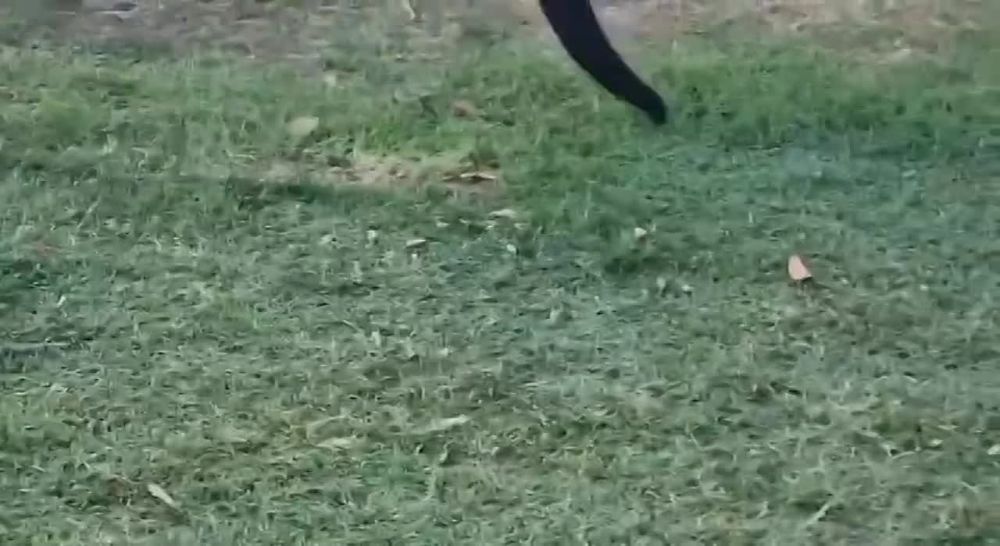 ������� �������� �������� ����� � �������� ��� �������� � ���������