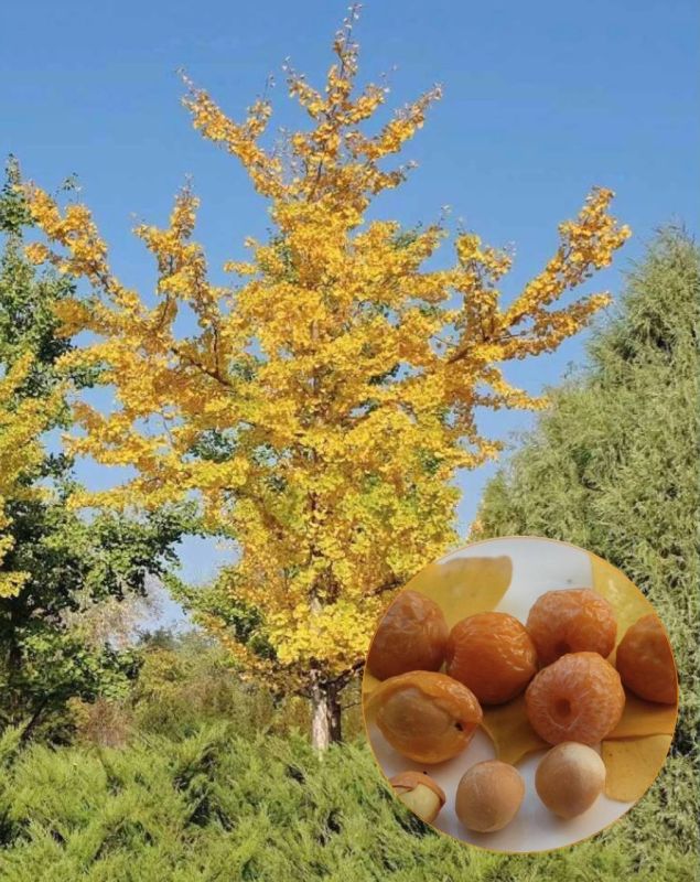 � ��������� ����������� ����� ���������� - ������ ������ ������ ���� �����