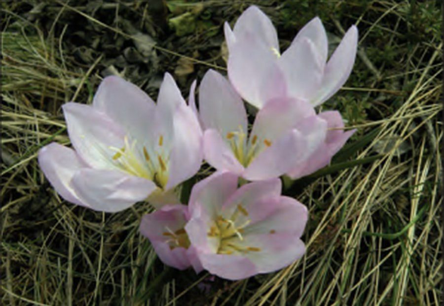 � ��������������� ������� ���� ������ ��� �������� ������������� ��������