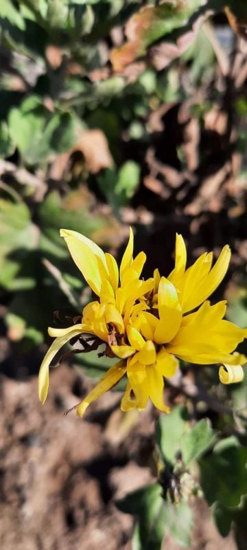 ����� ������������ ����