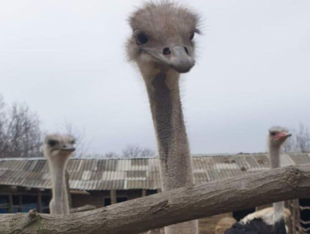 ������ �� ������� ���������� �������� �� ������