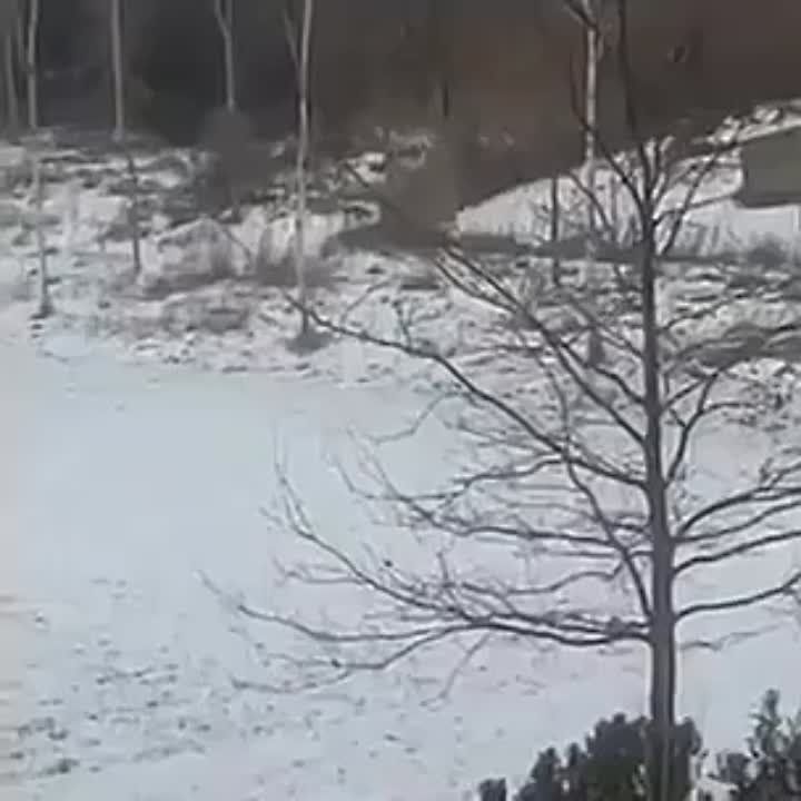 ��� "������" � ����� "Leopard" ��� � ������