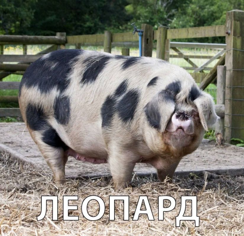 ������. �������� ��� �����