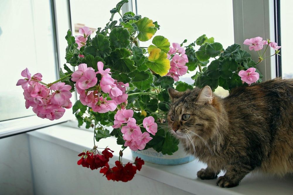 �� ������ ����� ������������� ��������� ���������� ��� ��������� ��������, � ��������� �������� ��� ������������ � ����� � ���������� ����������� ��� �����