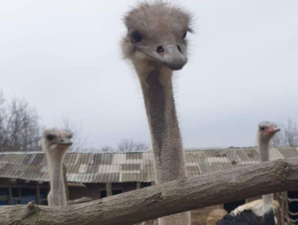 ������ �� ������� ���������� �������� �� ������