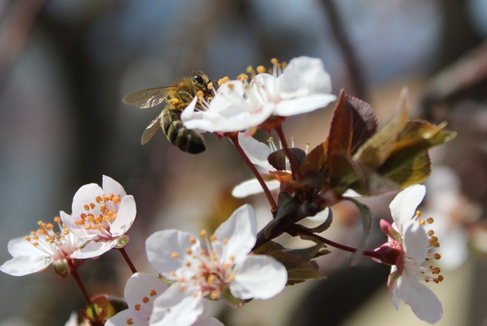 ��� ��������������� ���������� ������������ �������