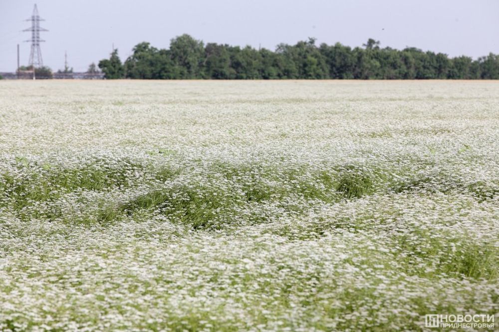 � ������������� ����� ����������� ����������� �������