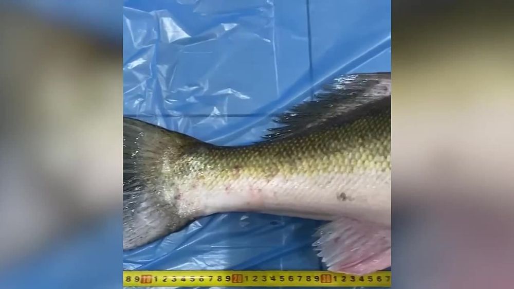 � ������ ����� ������ ����������� ������