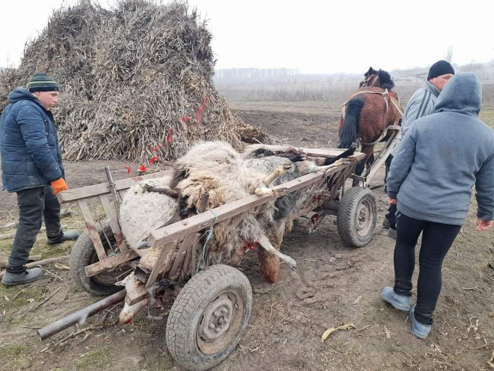 � ������� ����� �������� 13 ����