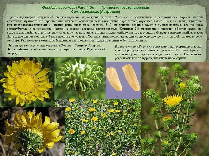 � ���� ���� ������ ����� �������������� �������� ����������� "�������"�