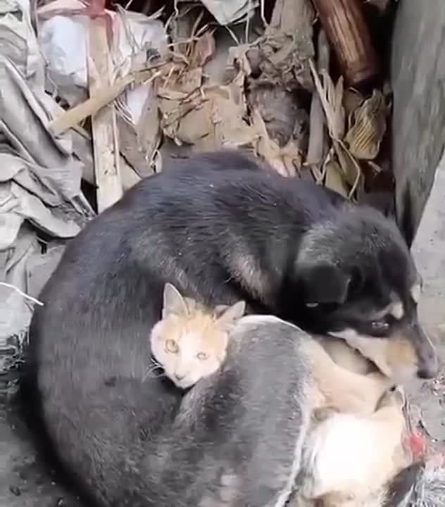 �������� ����������. ����� ������ ����� �� �������. ���������� �� ���� �������� ����� ������������� ���������. ������� � ����� � ������� ���������� �������� ����