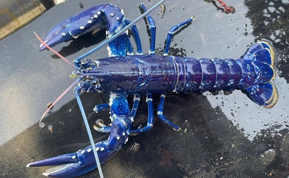 ����� �� �������������� ������ ���������� ������ ��������