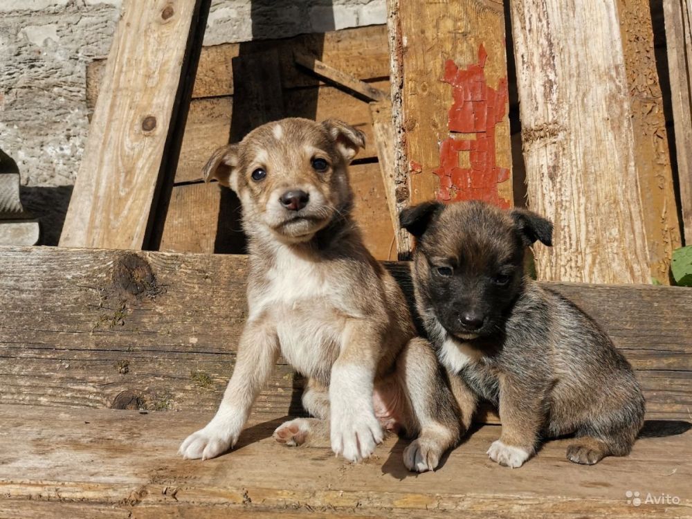 ��������� ������ ��������� ����� ����� ����������