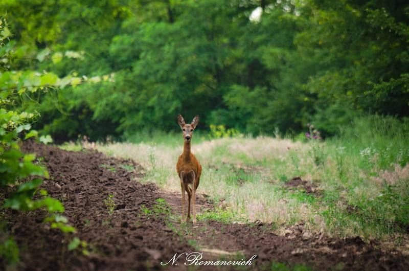 �������� ����������� ���������� �������� ������� 35 ���. � ��������� ��������� ����� ������ - ����� ������ ����� �������� � ��������, ������ �� ������� �������� � ������� �����